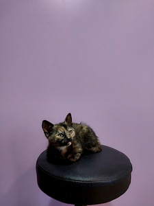 6 kissan pentua (2 valokuva sivusta 7)