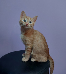 6 kissan pentua (7 valokuva sivusta 7)