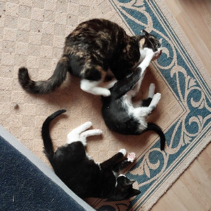 2 kissan pentua (3 valokuva sivusta 4)