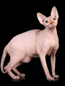 Sfinxit (4 valokuva sivusta 5)