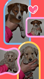 Russelimix (2 valokuva sivusta 5)