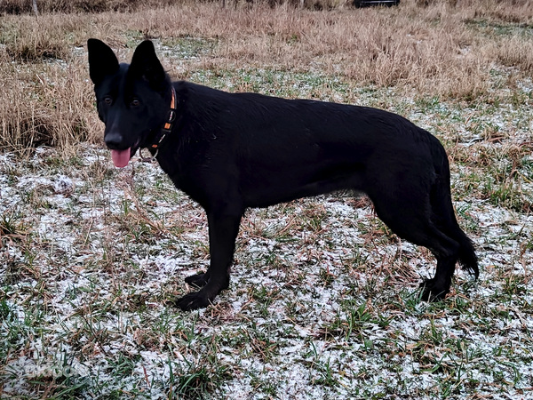 Saksanpaimenkoira ei rek.