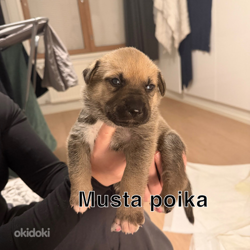 Cane corso/ siperianhusky mix