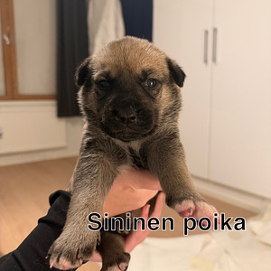 Cane corso/ siperianhusky mix (2 valokuva sivusta 5)