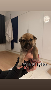 Cane corso/ siperianhusky mix (4 valokuva sivusta 5)