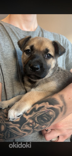 Cane corso/ siperianhusky mix