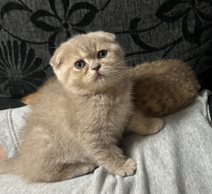 Kissanpennut (1 valokuva sivusta 3)