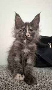 Meinkūnu kaķēni (1 foto no 2)