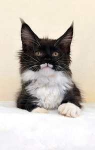 Meinkūns (3 foto no 3)