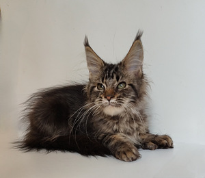 Meinkūns polidakts (2 foto no 9)