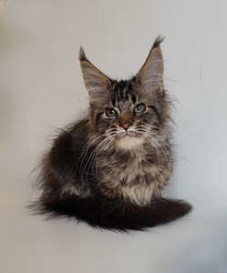 Meinkūns polidakts (4 foto no 9)