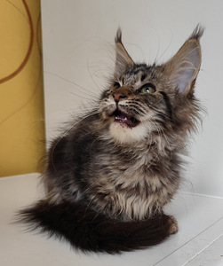 Meinkūns polidakts (7 foto no 9)