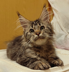 Meinkūns polidakts (9 foto no 9)