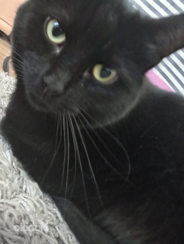 Myydään seurallinen aikuinen kolli kissa