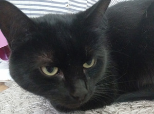 Myydään seurallinen aikuinen kolli kissa (2 valokuva sivusta 3)