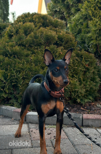 Zwergpinscher