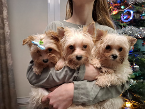 Pārdošanā trīs burvīgas meitenes! (6 foto no 10)