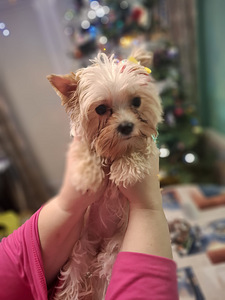 Pārdošanā trīs burvīgas meitenes! (10 foto no 10)