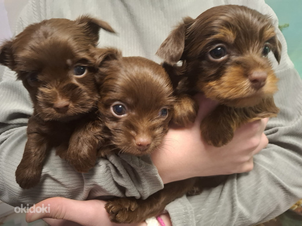 Rezervācijai pieejamas trīs burvīgas meitenes!