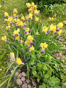 Iiris (1 foto / 2)