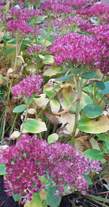 Mitmeaastased lilled (1 foto / 2)