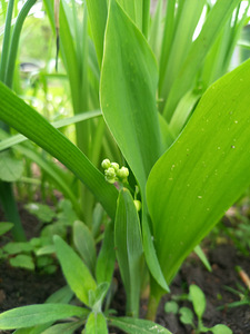 Kollane Iiris, Hosta plantaginea, Maikelluke (3 foto / 4)