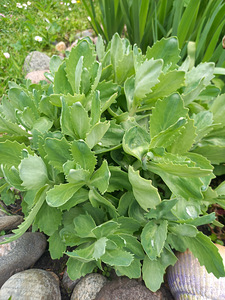 Kollane Iiris, Hosta plantaginea, Maikelluke (4 foto / 4)