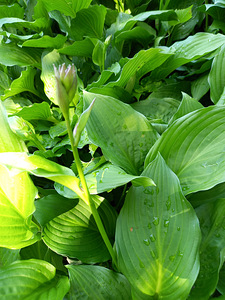 Hosta plantaginea (1 фото из 1)