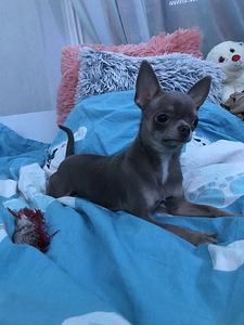 Chihuahua emane