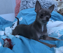 Chihuahua emane