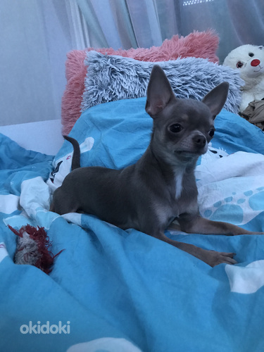 Chihuahua emane (foto #1)