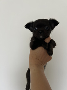 Чихуахуа девочка chihuahua (3 фото из 8)