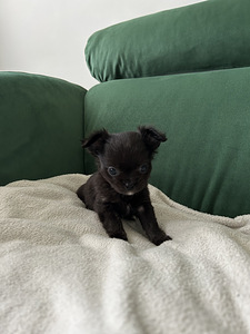 Чихуахуа девочка chihuahua (4 фото из 8)