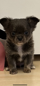 Чихуахуа мальчик chihuahua (2 фото из 10)