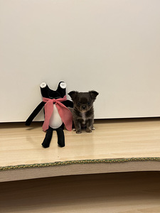 Чихуахуа мальчик chihuahua (5 фото из 10)