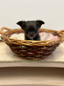 Чихуахуа мальчик chihuahua (8 фото из 10)