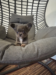 Щенки Чихуахуа мальчик chihuahua (1 фото из 10)