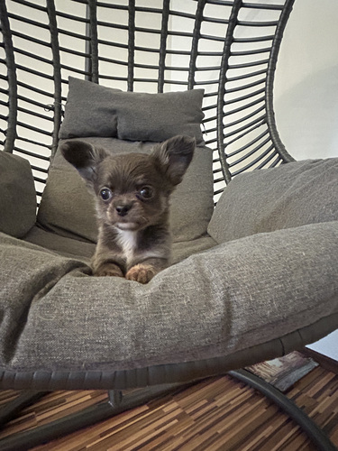 Чихуахуа мальчик chihuahua
