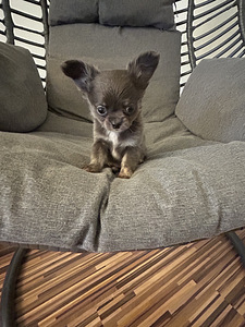 Щенки Чихуахуа мальчик chihuahua (3 фото из 10)
