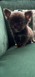 Chihuahua poiss chihuahua (1 foto / 9)