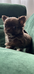 Chihuahua poiss chihuahua (2 foto / 9)