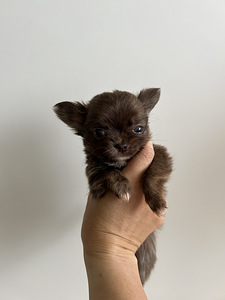 Chihuahua poiss chihuahua (5 foto / 9)