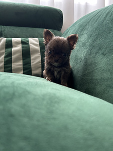 Chihuahua poiss chihuahua (7 foto / 9)