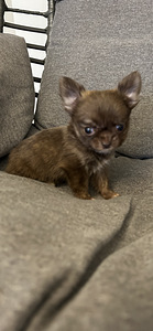 Щенки Чихуахуа мальчик chihuahua (6 фото из 10)