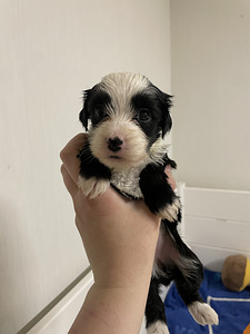 Koiranpentu etsii omaa kotiaan (1 valokuva sivusta 1)