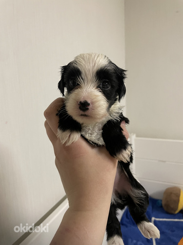 Koiranpentu etsii omaa kotiaan