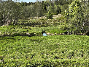 Maretsaare, Kõveriku, Mustvee vald, Jõgevamaa (9 фото из 10)