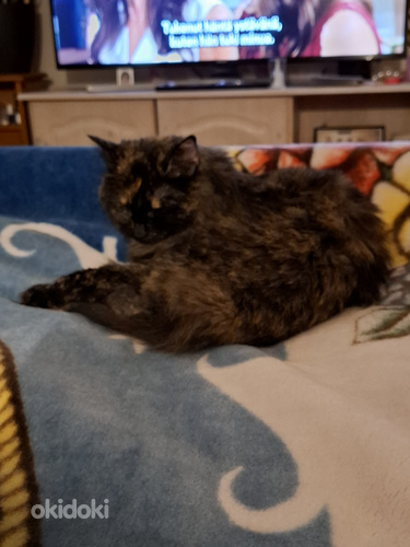 Uutta kotia etsii tyttö kissa