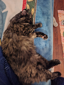 Uutta kotia etsii tyttö kissa (3 valokuva sivusta 8)