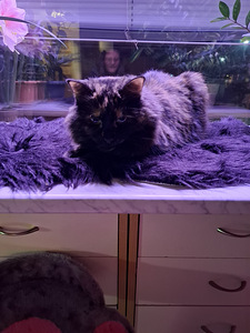 Uutta kotia etsii tyttö kissa (6 valokuva sivusta 8)